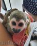 .Minunată maimuță veveriță fermecătoare pentru adopție   .       